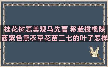 桂花树怎美观马先蒿 移栽橄榄陕西紫色熏衣草花苗三七的叶子怎样兰花枯叶土栽培方法